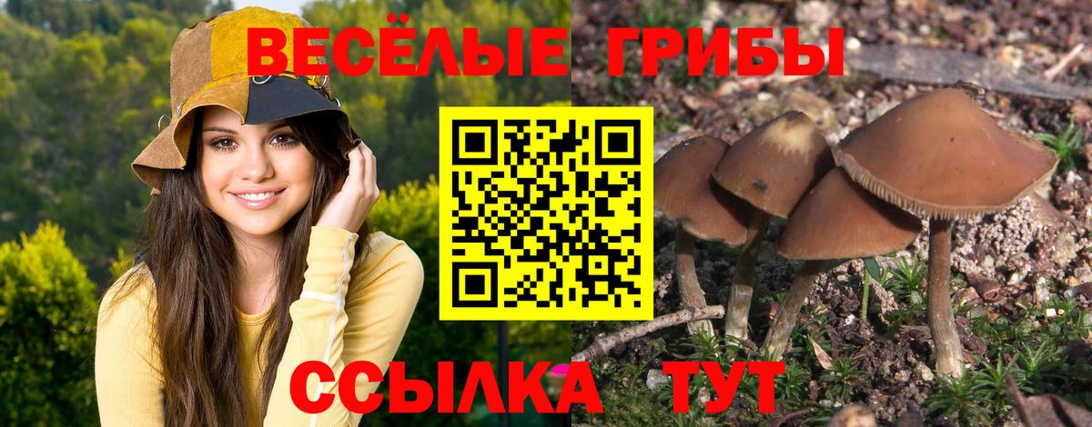 Новозыбков  Псилоцибиновые грибы мицелий  Вход с VPN  Псилоцибиновые грибы мицелий 