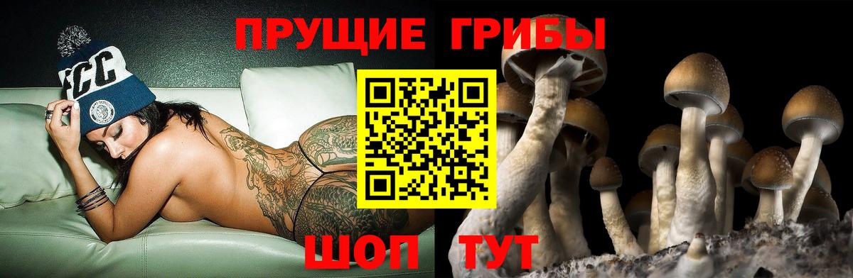 Псилоцибиновые грибы Psilocybe Новозыбков
